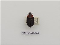 藏品(埋葬蟲)的圖片